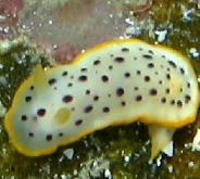 Photo: H. Blatterer; Dahab, Sinai; See it in SeaSlugForum
